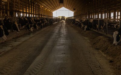 Longevidade de vacas leiteiras: como reduzir custos e aumentar a rentabilidade na produção de leite 