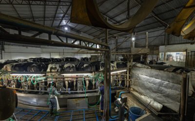 Como o FarmTell™ Milk pode transformar sua consultoria por meio da tomada de decisão 