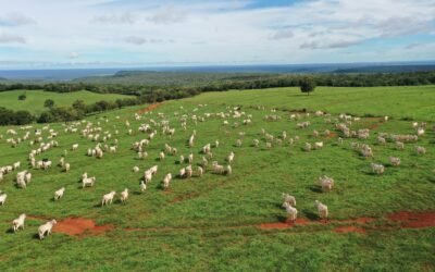 Como reduzir perdas na pecuária de corte com uma rotina realmente visível 