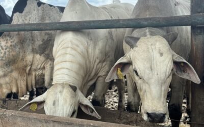 Rastreabilidade e controle individual do rebanho: modernize sua fazenda com tecnologia
