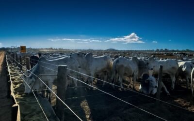 Quando dados viram estratégia: a Lore™ por trás de um case de sucesso na pecuária de corte no Sul do Pará