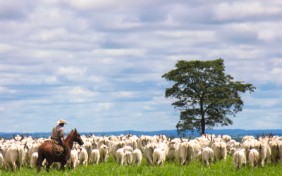 Estratégia produtiva que dá lucro: do planejamento à execução com indicadores-guia 