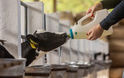 Pós-desmame: saiba como evitar perda de desempenho e acelerar o ganho 