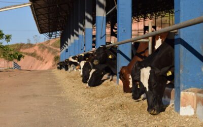 Descubra como o biodigestor na fazenda transforma resíduos em energia e valor 