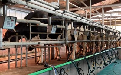 Descubra como prevenir e proteger a qualidade do leite