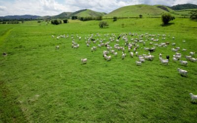 Como o FarmTell™ Beef Smart facilita a gestão da sua fazenda
