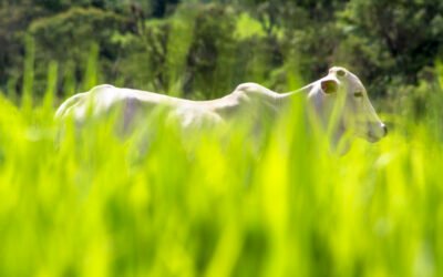 Como as certificações sustentáveis podem aumentar o valor da carne 