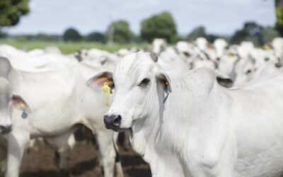 Pecuária como negócio e certificações que aumentam a rentabilidade 