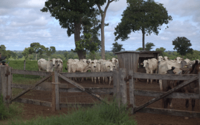 Terminação intensiva a pasto: saiba o que é e como aumentar a produtividade na pecuária de corte 