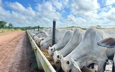 Novo FarmTell® Beef: a evolução do software de gestão para confinamento na Pecuária de Precisão 
