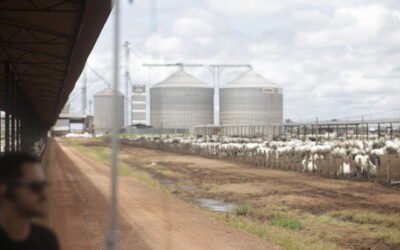Confinamentos sustentáveis no Brasil: o que as fazendas de alta performance estão fazendo de diferente 
