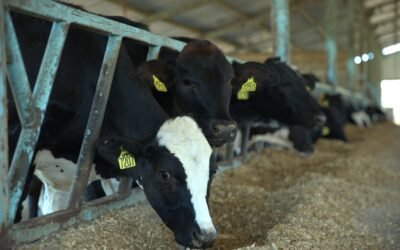 Produção de leite a pasto ou confinada: como escolher o modelo ideal para sua fazenda