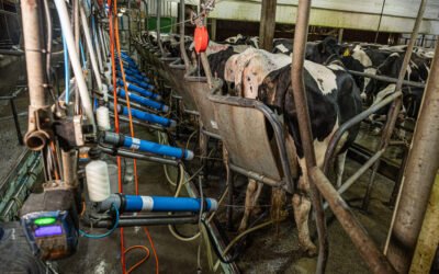 O segredo da alimentação de vacas mais produtivas 
