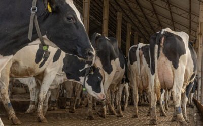 O que o leite revela sobre a saúde das vacas e como usar essas informações no manejo 