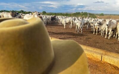 Clima seco no Nordeste: como manter a produtividade da pecuária mesmo na seca 