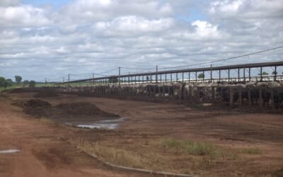 O futuro do confinamento no Brasil: tendências que devem transformar a pecuária intensiva