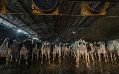 Produção de leite na seca: como manter a produtividade do rebanho