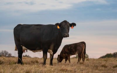 Beef-on-Dairy: Realidade nos EUA e oportunidades no Brasil 