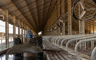 Free stall eficiente: 7 cuidados que melhoram o conforto das vacas e a produção de leite 