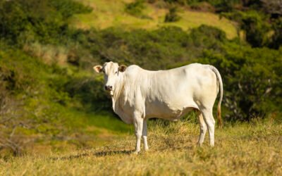 Como aumentar o ganho de peso do gado na seca: estratégias para manter a produtividade 
