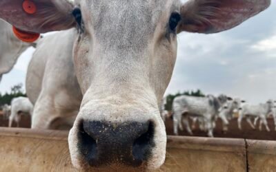 Descubra as tendências globais que devem impactar a exportação de carne bovina nos próximos anos 