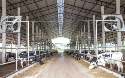 Como o compost barn melhora o conforto e a produtividade do rebanho leiteiro 