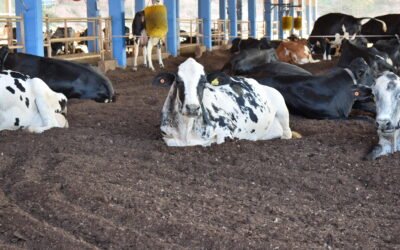 Vacas produzem mais leite no escuro? O que a ciência mostra sobre iluminação e desempenho do rebanho 