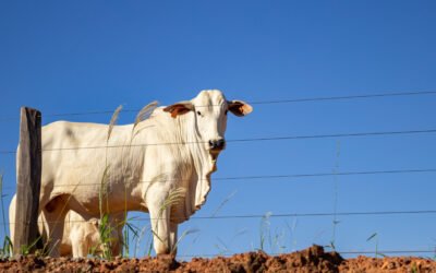Tipos de cerca para pecuária de corte: como escolher a melhor opção para o manejo da fazenda 