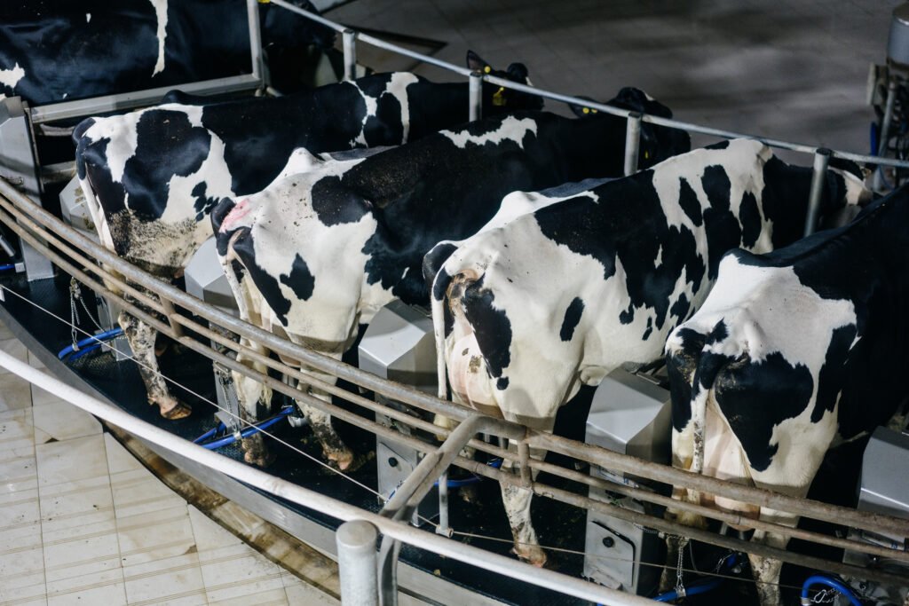Vacas de leite holandesas na ordenha