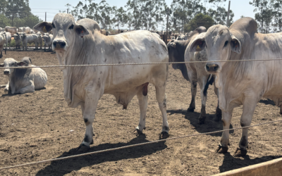 Rastreabilidade bovina: o que é, como funciona e por que ela será essencial para a pecuária
