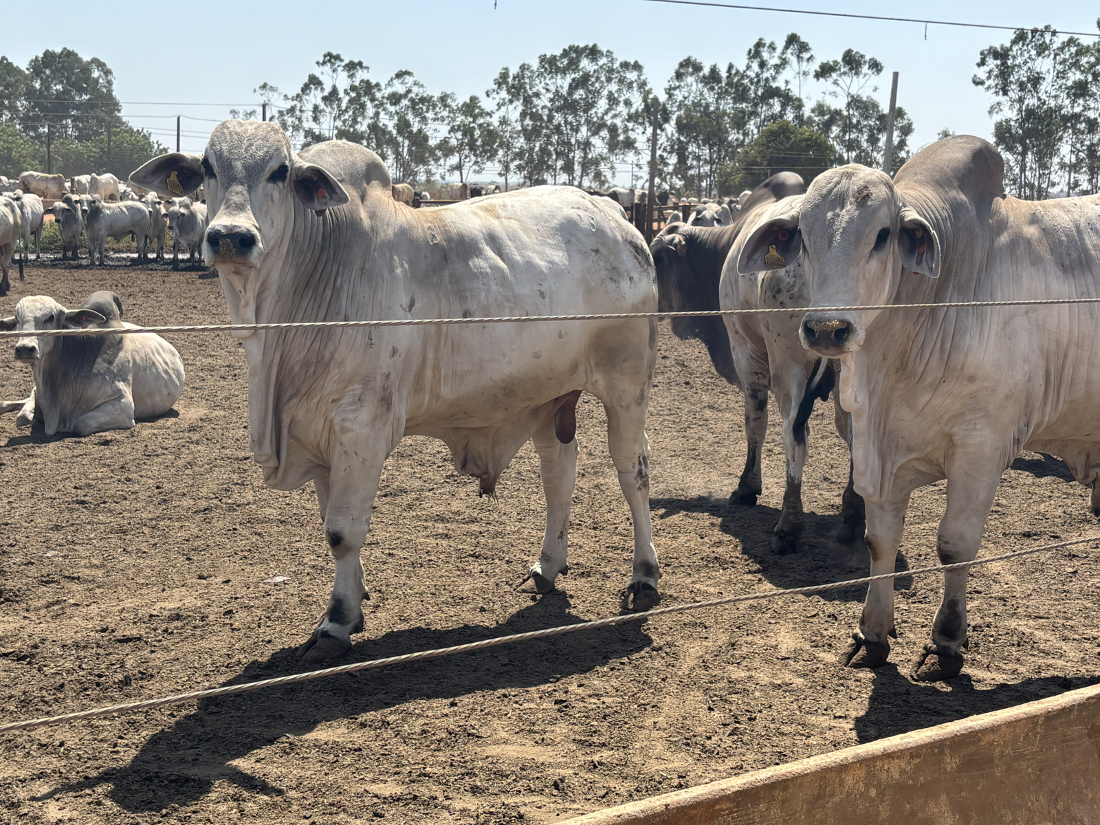 rastreabilidade bovina