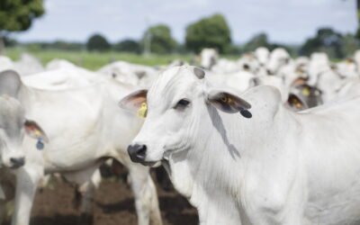 Boi gordo em alta volatilidade: 7 formas de proteger a margem da fazenda 