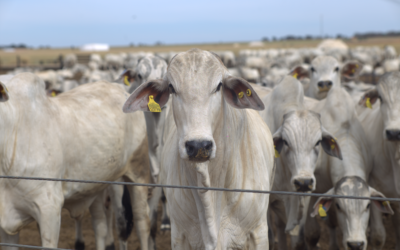 GMD Bovino: o que é, como calcular e como melhorar o ganho de peso diário 
