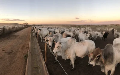 FarmTell® Beef vs Planilha Excel: por que a gestão manual custa caro no confinamento 