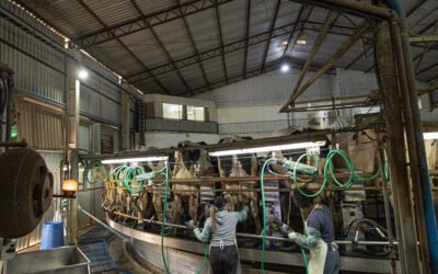Como Aumentar a Produção de Leite: 8 estratégias comprovadas para sua fazenda
