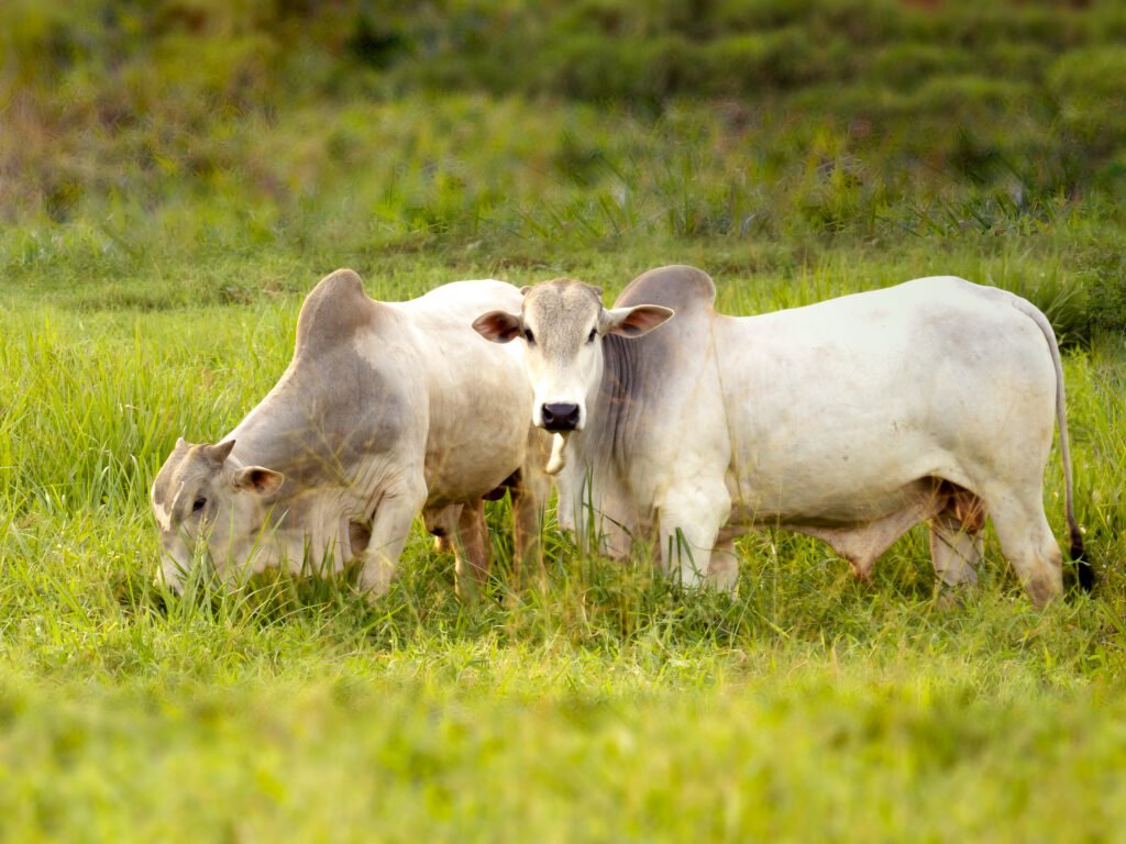 Lote de gado de corte com animais de porte e padrão genético diferentes, o que gera variação na carcaça