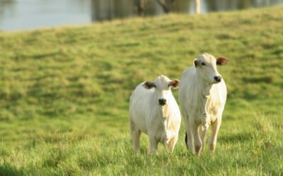 Pecuária de baixo carbono: o guia completo para reduzir a pegada e valorizar a carne