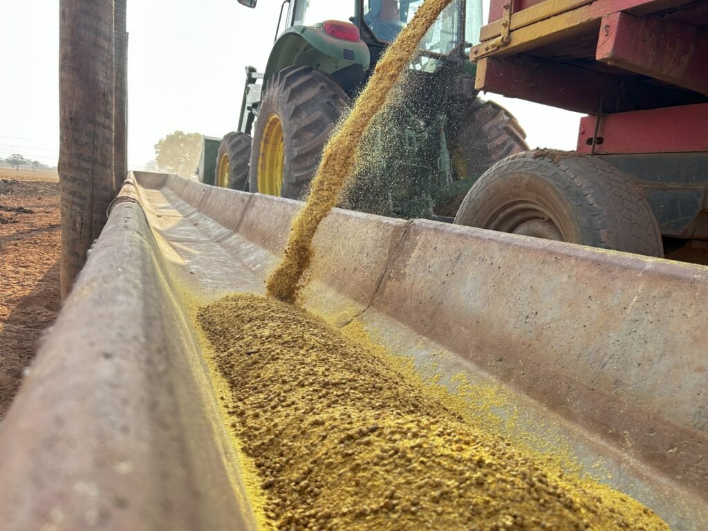 Confinamentos que utilizam a técnica de leitura de cocho conseguem prever o consumo de matéria seca com mais precisão e reduzir sobras, que comprometem o ganho de peso e elevam o custo por arroba.