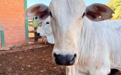 Rastreabilidade bovina: o que muda com o PNIB e como preparar sua fazenda 