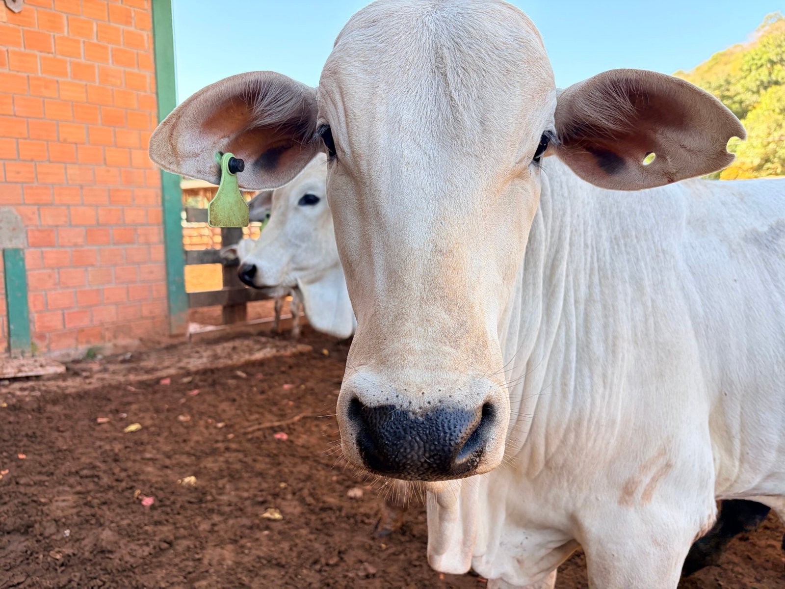 Rastreabilidade bovina: guia do PNIB para o pecuarista