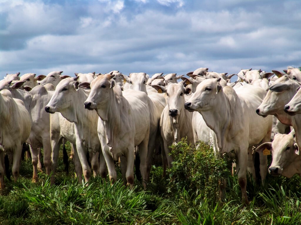 Pecuária de baixo carbono é o sistema de produção que busca reduzir a emissão de gases de efeito estufa (GEE)