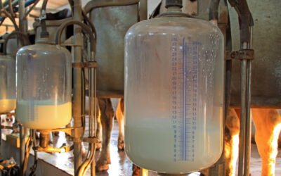 CCS e CBT no leite: o que são, como monitorar e reduzir na fazenda