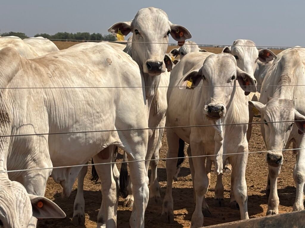 Rastreabilidade é o sistema que permite acompanhar a vida de cada animal de forma individual,